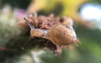 La importancia de una inspección de plagas: Más vale prevenir que lamentar